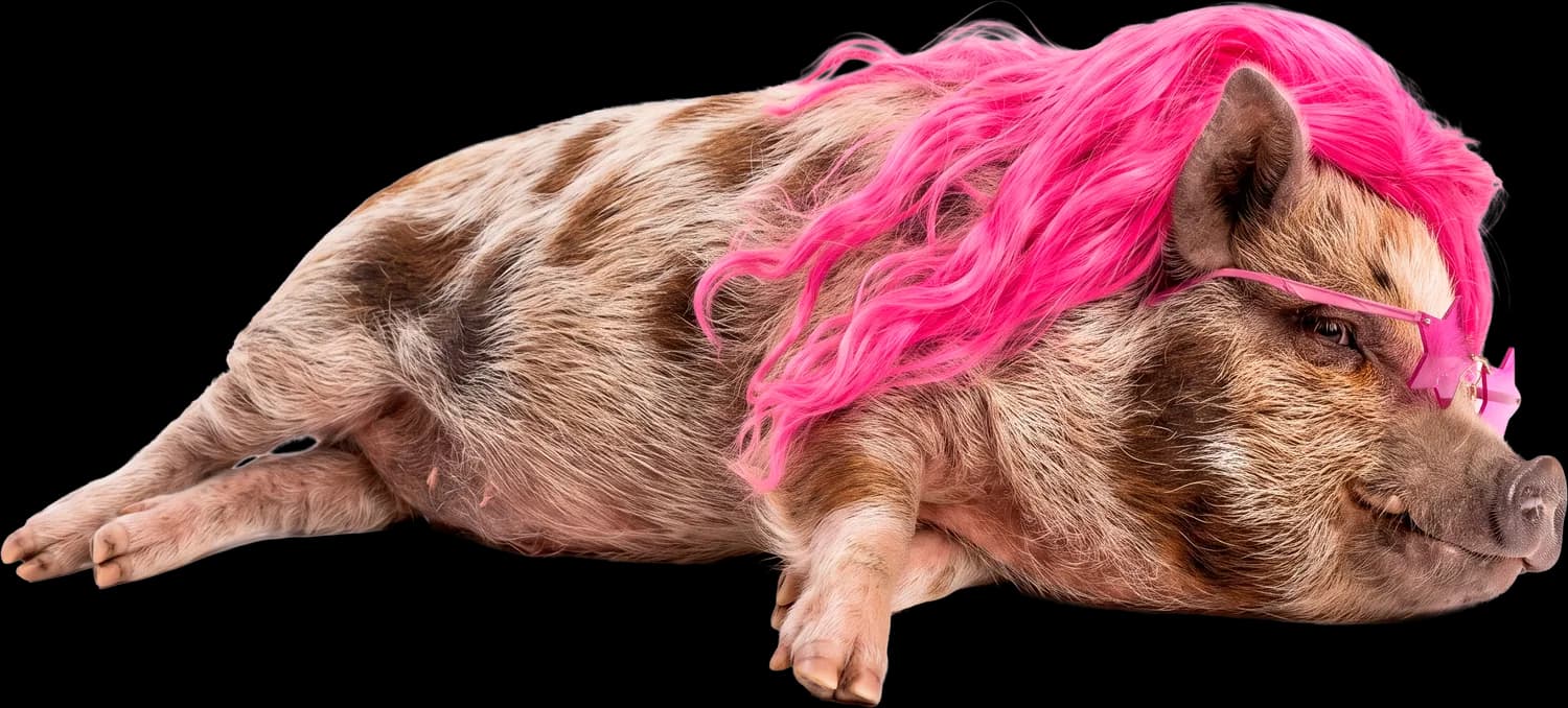 Winston the pig lying down in a pink wig and pink sunglasses